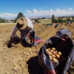 Consorcios Productivos: la llave para un desarrollo agroexportador inclusivo