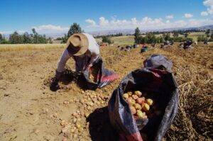 Consorcios Productivos: la llave para un desarrollo agroexportador inclusivo